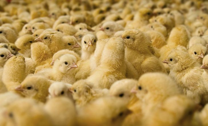 هشدار درباره افزایش دوباره قیمت مرغ
