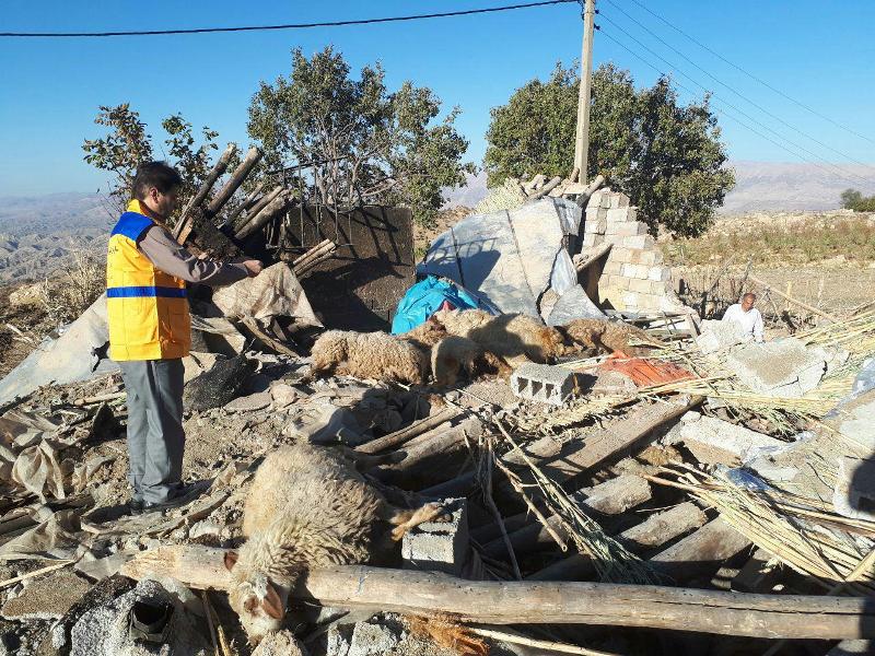اعزام ۱۷اکیپ دامپزشکی به مناطق زلزله زده برای دفن لاشه‌ها
