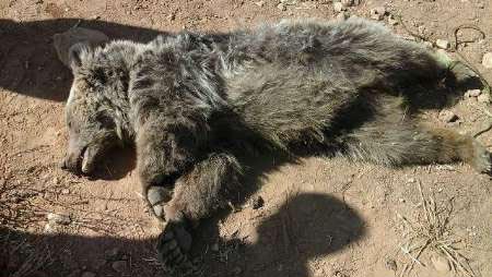 کشته شدن خرس دربرخورد با خودرو +عکس