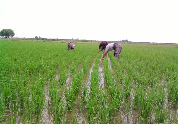 هیات وزیران: کشت برنج به جز گیلان و مازندران ممنوع شود