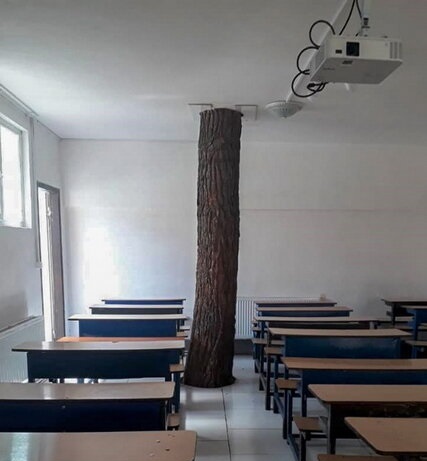 درختی که هم‌پای دانش‌آموزان درس می‌خواند +تصاویر