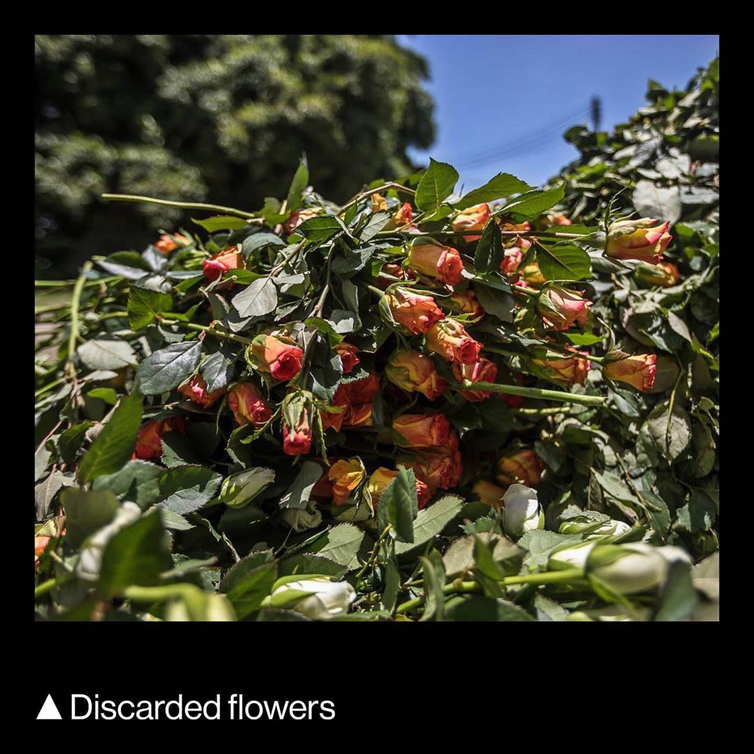 صنعت گل و گیاه جهان به‌خاطر کرونا چقدر ضرر کرد؟ +تصاویر
