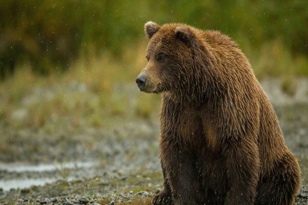 حرکت دیدنی یک توله خرس برای ترساندن فیلمبردار + فیلم 