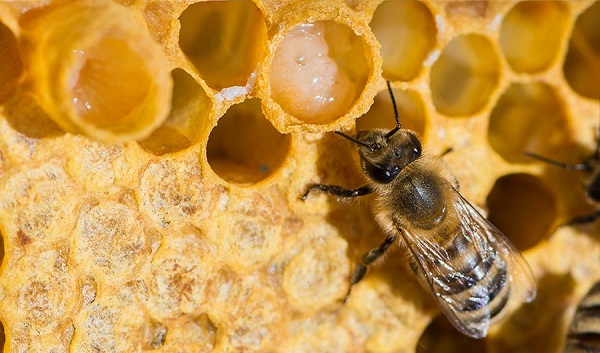نابودی کلنی های زنبور عسل در سراسر جهان در پی آلودگی به یک ویروس کشنده