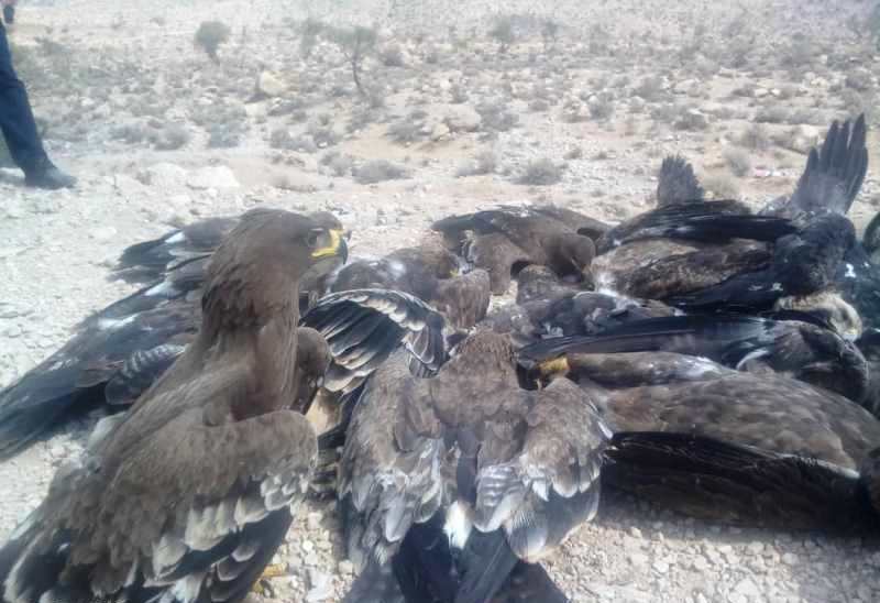 27پرنده شکاری و عقاب به دلیل مسمومیت تلف شدند