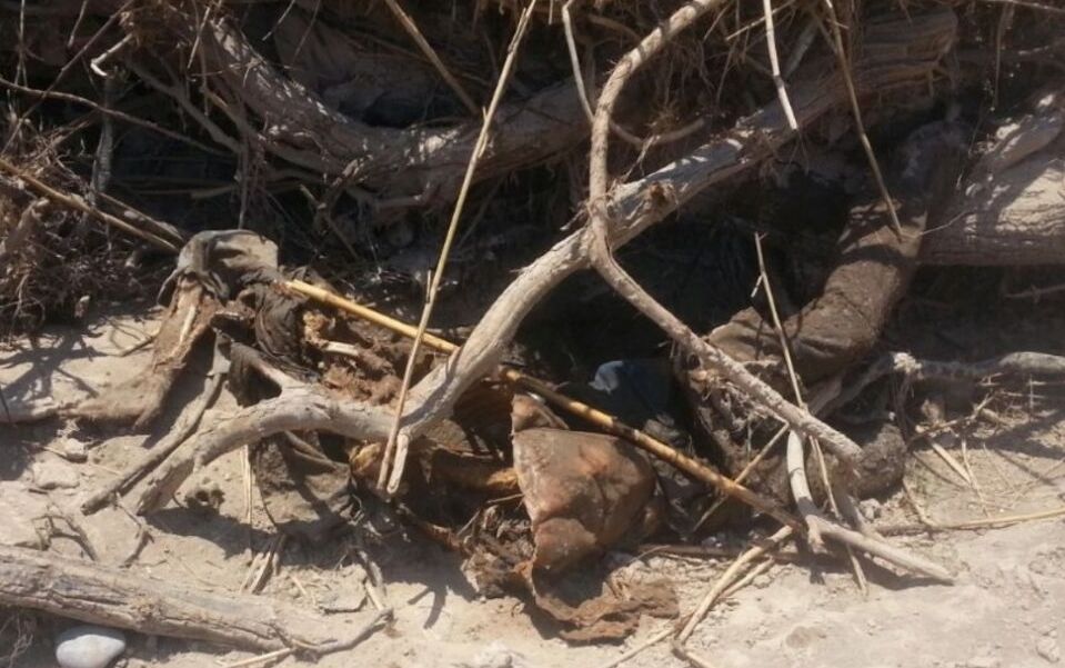 یک جنازه در بیشه عباس آباد دزفول کشف شد