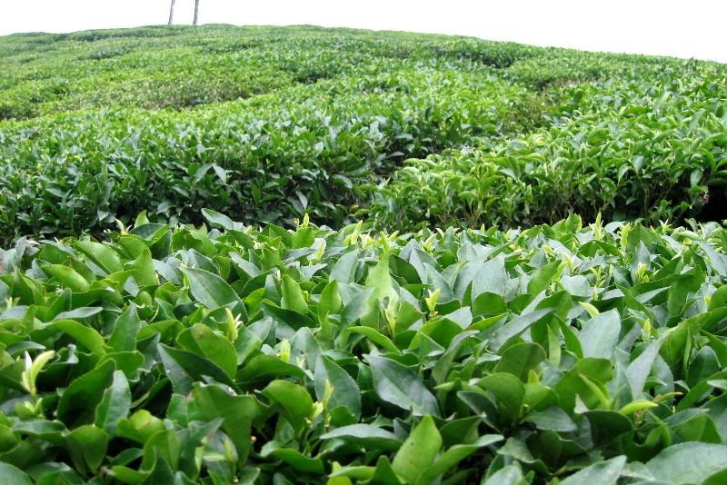 رشد ۱۶درصدی تولید برگ سبز چای