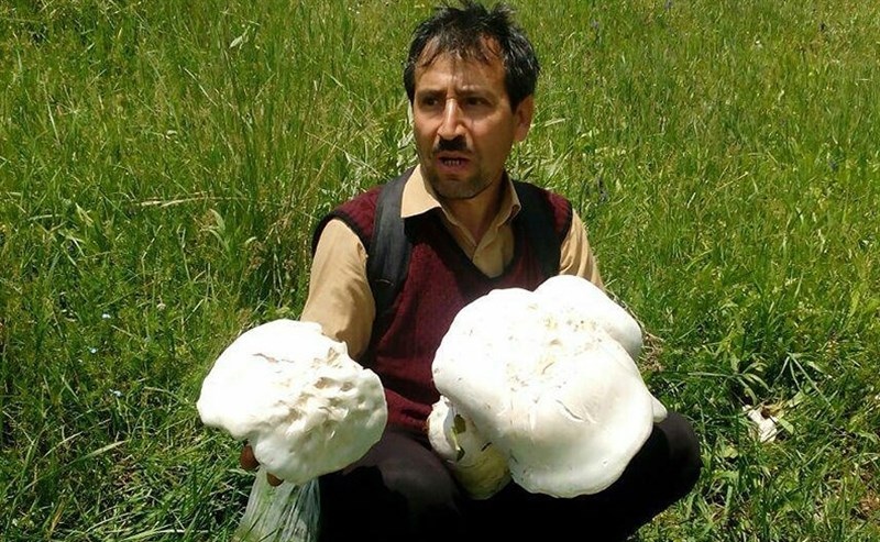 کشف قارچ ۶کیلویی در آذربایجان شرقی+عکس