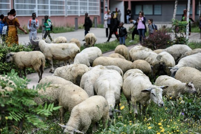 واردات هفتگی ۵۰هزار راس گوسفند زنده