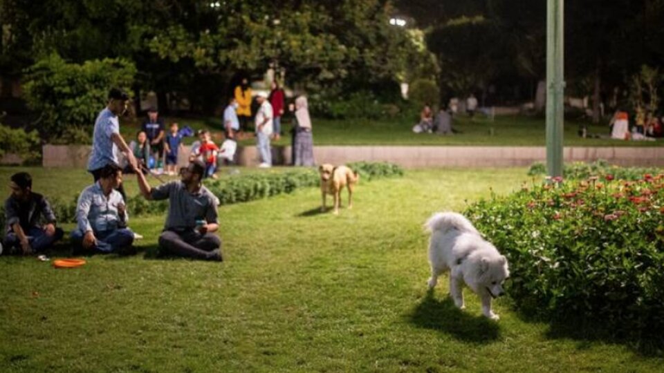 سگ‌گردانی در پارک‌های رفسنجان ممنوع شد