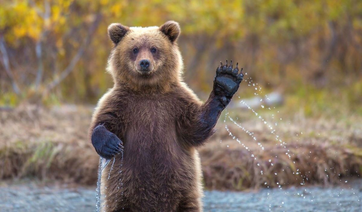 تصاویر دیدنی از یک خرس بامزه در مازندران + فیلم