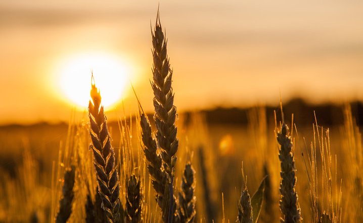 گندم با حجم بالا امسال در بورس کالا عرضه می‌شود
