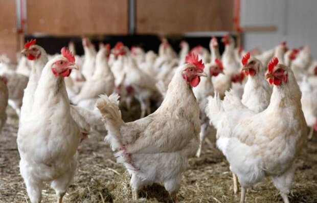 دولت سیزدهم سیاست های غلط گذشته در صنعت مرغ داری را ادامه ندهد