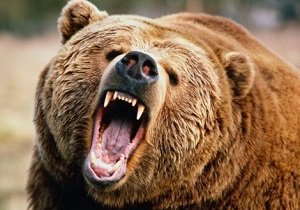 جزئیات حمله خرس گرسنه به مأموران محیط زیست