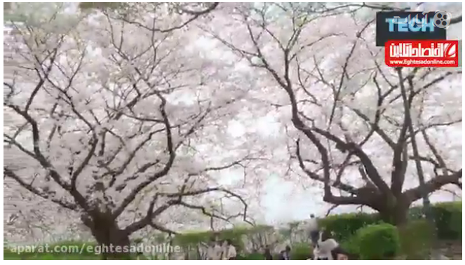 جشنواره شکوفه های گیلاس در ژاپن +فیلم