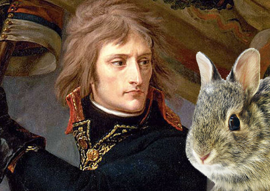 چرا خرگوش‌ها به کابوس ناپلئون تبدیل شدند؟
