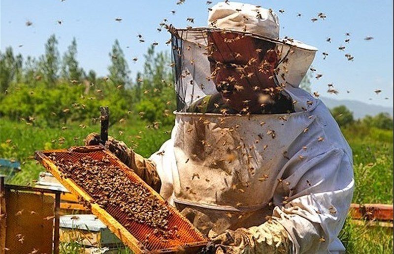 عسل‌ تقلبی کیلویی ۱۱۰هزار تومان!