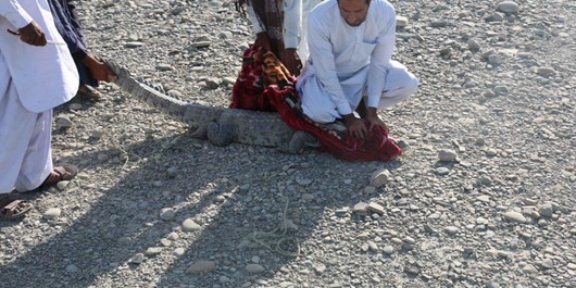 زنده‌گیری یک تمساح سرگردان در چابهار +عکس