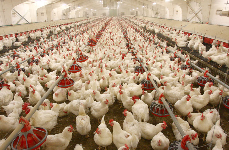 مرغداران دست به دامن رییس‌جمهور شدند/ افزایش ۲۸۰میلیارد تومانی هزینه تولید مرغداران طی یک ماه