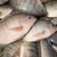 شیوع ویروس مرگبار تهدید کننده در ماهی تیلاپیا
