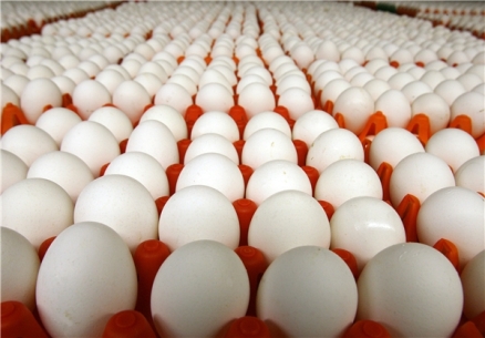 خرید تضمینی تخم مرغ برای صادرات از فردا 