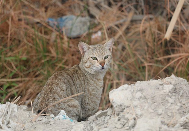 ثبت تصویر یک گربه وحشی در شهرستان سرباز