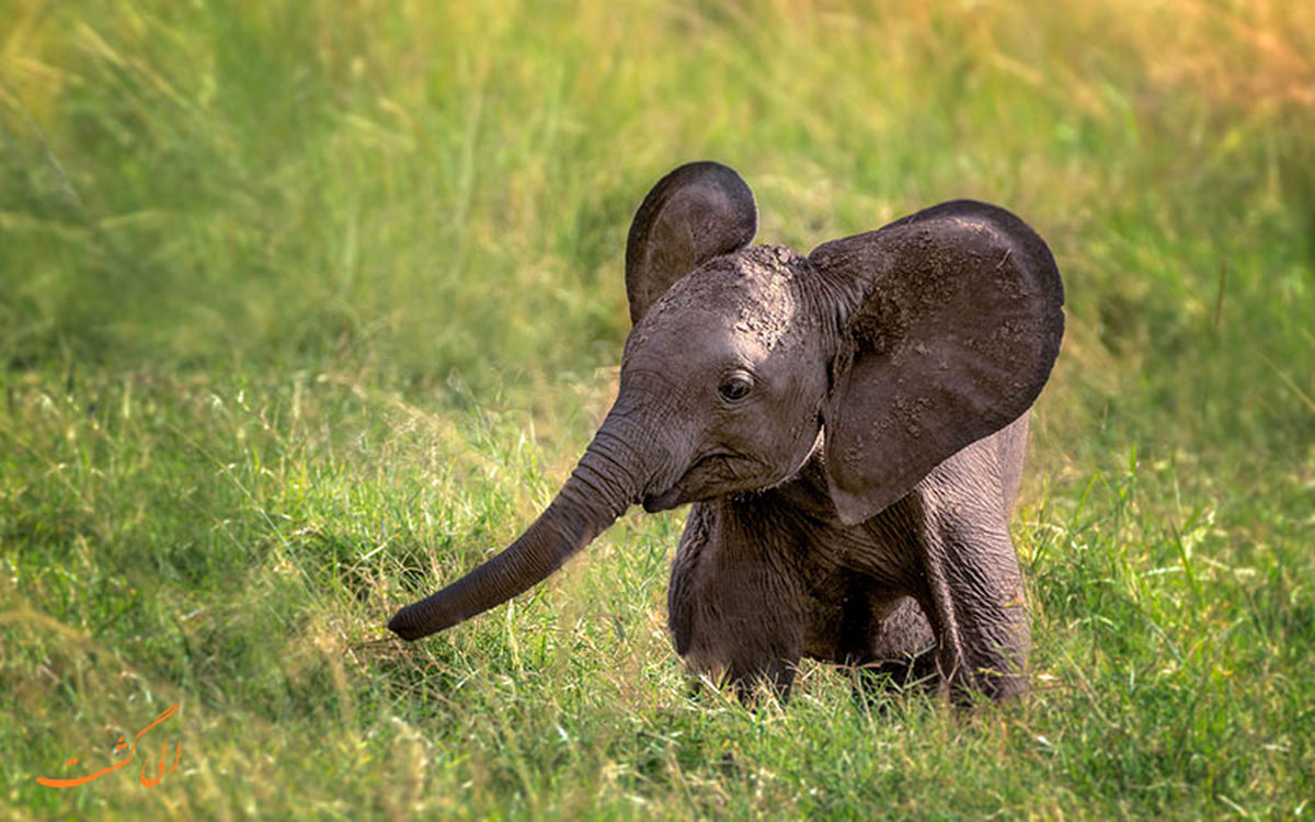 لحظه تشکر یک بچه فیل از دختر جوان به خاطر نجات جانش + فیلم