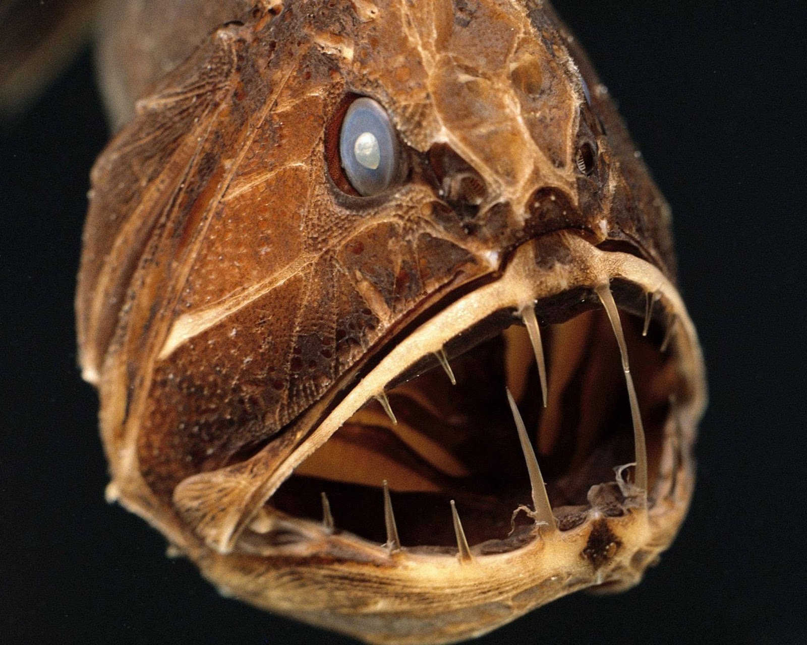 تصاویر ترسناک ترین ماهی دنیا + فیلم	