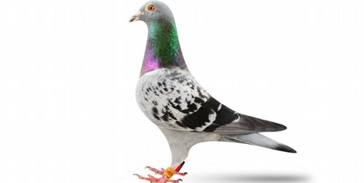 گران‌ترین کبوتر جهان 14میلیارد تومان فروخته شد!