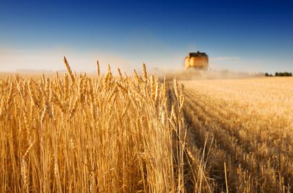 ۲۵ درصد؛ افزایش تولید گندم در کشور