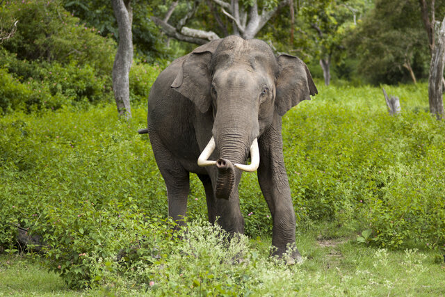 دانستنی های جالب درباره فیل آسیایی