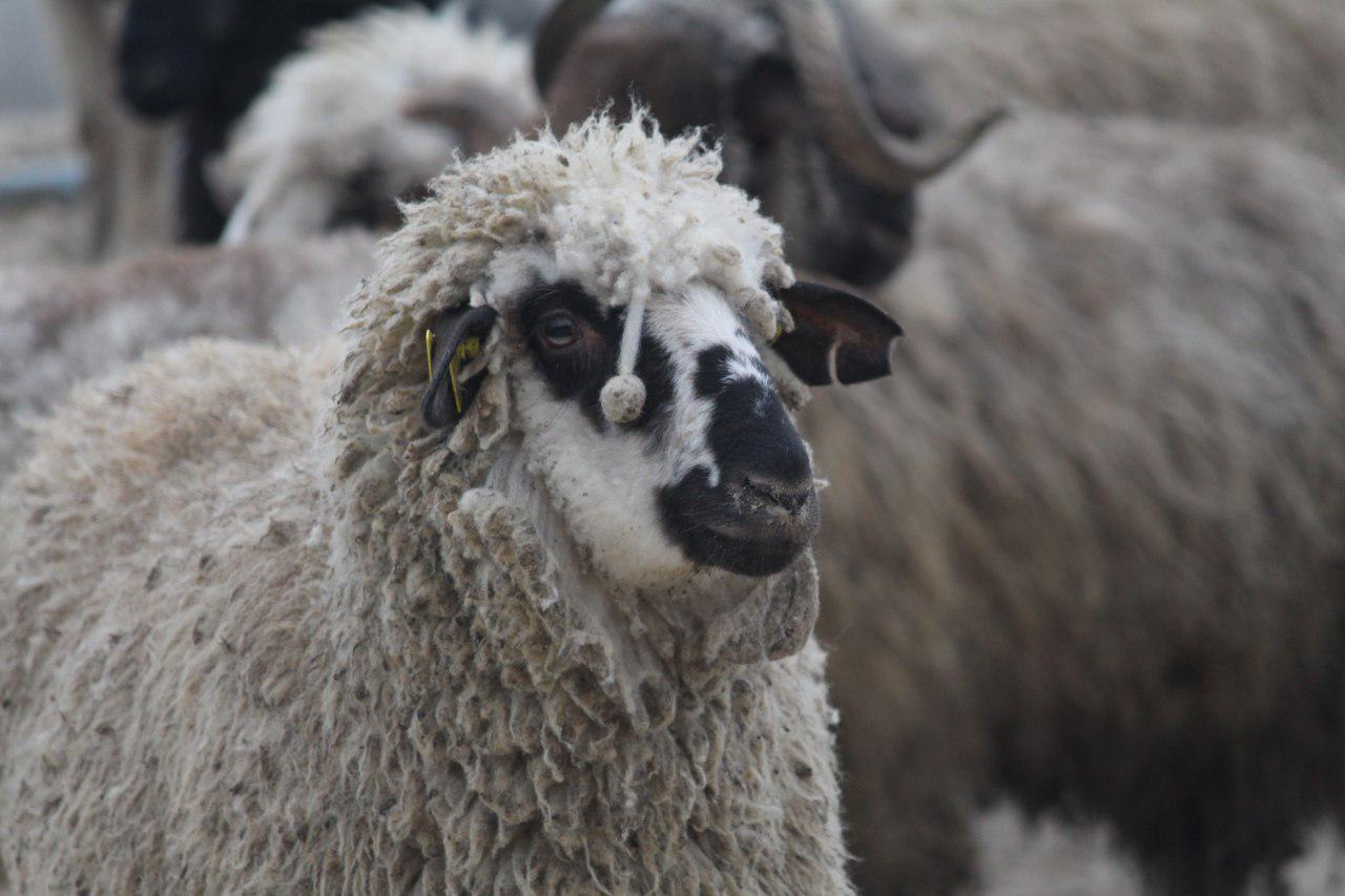 کشف ۱۴۳راس گوسفند قاچاق در شبستر