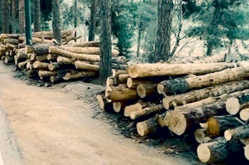 قطع ۱۷۰۰ درخت چیتگر برای اصلاح بصری! 
