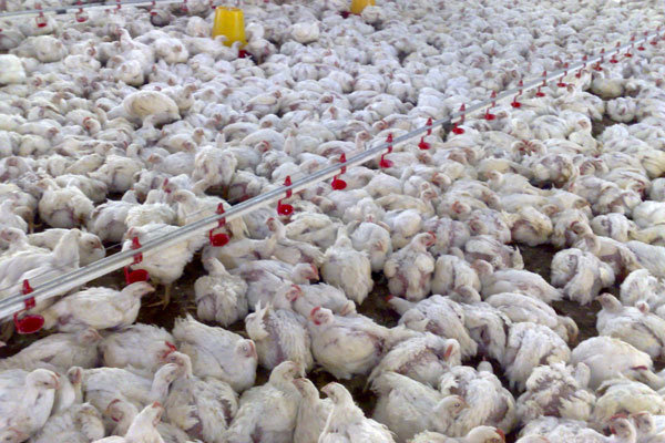تکذیب مرگ با آنفلوآنزای پرندگان در ایران 