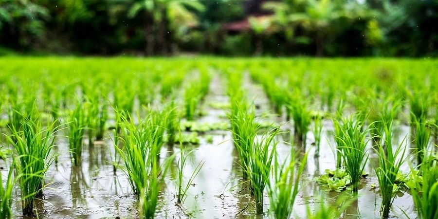 کشت برنج در مناطق مختلف با هماهنگی دستگاه‌های ملی تعیین می‌شود