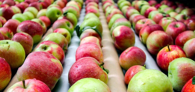صادرات سیب رکورد زد/ تشکیل "کمیته فنی سیب" با هدف توسعه بازار