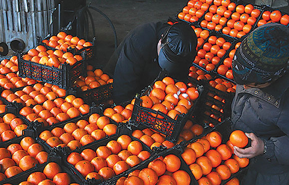 توزیع محموله‌های پرتقال در سراسر کشور با نرخ مصوب آغاز شد