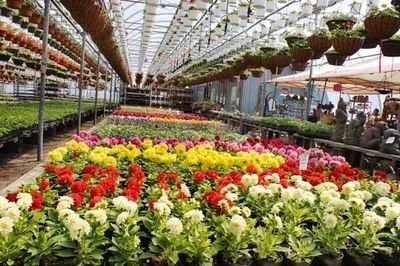 علت کاهش صادرات گل و گیاه چیست؟
