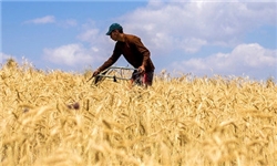 کشاورزان از عدم اعلام نرخ خرید گندم گله‌مندند