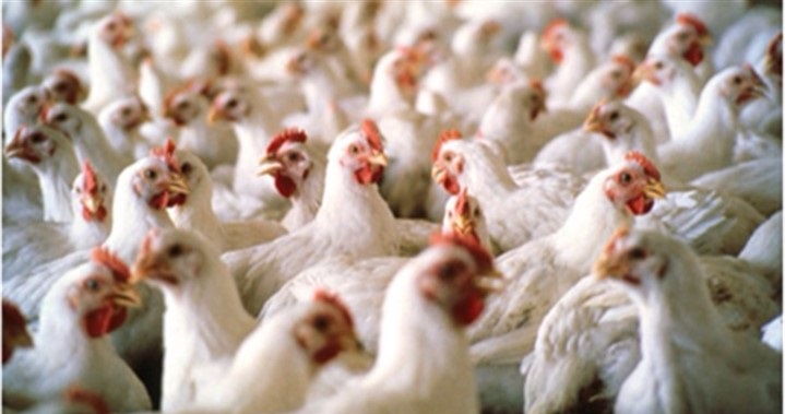 افزایش ۵ تا ۶ هزار و ۵۰۰ تومانی قیمت مرغ در بازار/ قیمت مرغ در میادین به محدود ۶۰ هزارتومان رسید