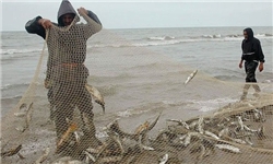 صید ماهیان استخوانی دریای‌خزر از  ۲۰مهر آغاز می‌شود