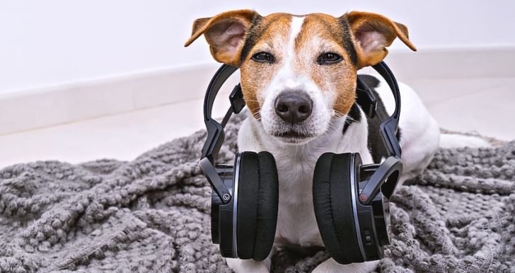 موسیقی چه تاثیری روی سگ ها و آرامش آنها دارد؟