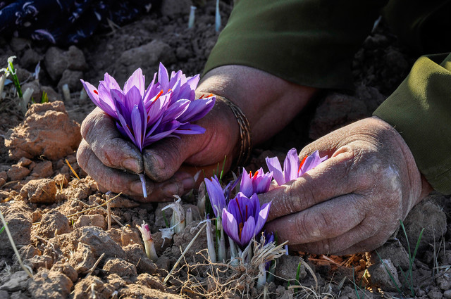 افزایش قیمت جهانی زعفران ایرانی به بیش از ۱۰۰۰ دلار