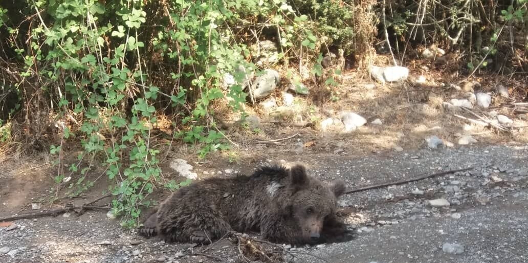 علت مرگ خرس قهوه‌ای در گلستان اعلام شد