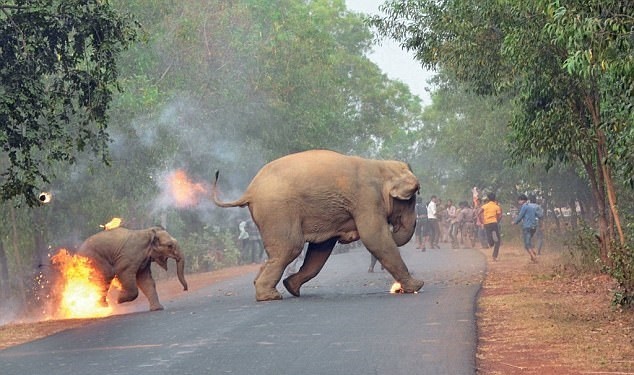  فرار فیل‌ها از آتش نامزد بهترین عکس حیات‌وحش جهان +عکس