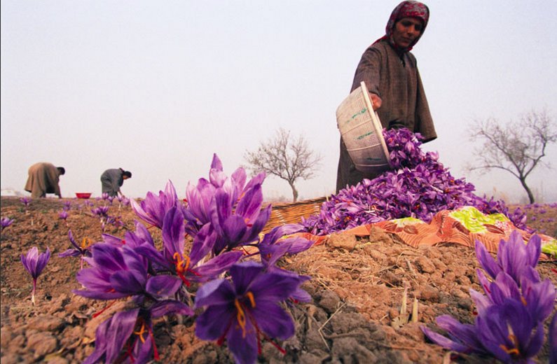 بهبود چشمگیر کیفیت زعفران در سالجاری/ تهدید صادرکنندگان یکبار مصرف برای بازار جهانی زعفران ایرانی