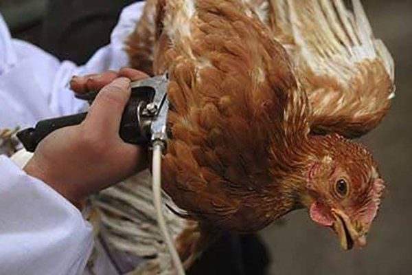 کدام افراد مستعد ابتلا به آنفلوآنزای مرغی H۷N۹ هستند؟