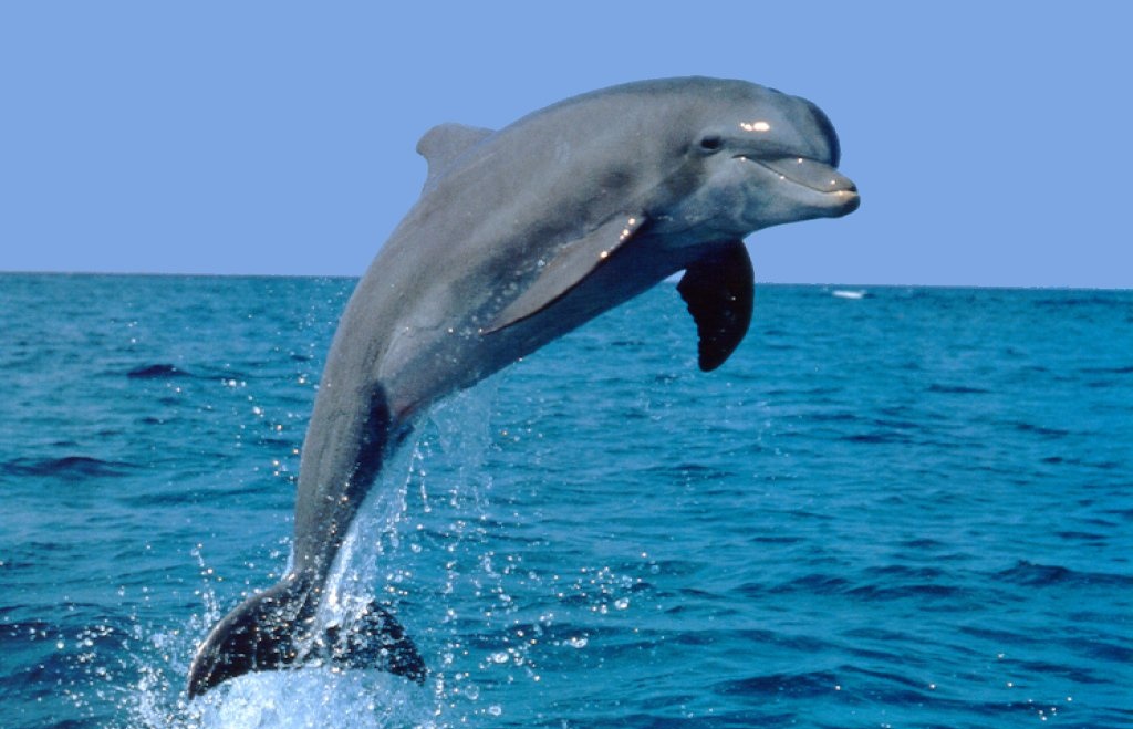  مشاهده دلفین در کارون تایید شد؟