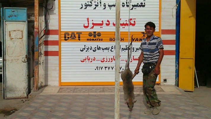 شکار موش ۲۷ کیلویی در بوشهر +تکذیبیه