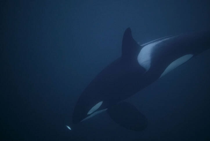 خوشحالی دانشمندان از تولد نوزاد نهنگ در حال انقراض +عکس